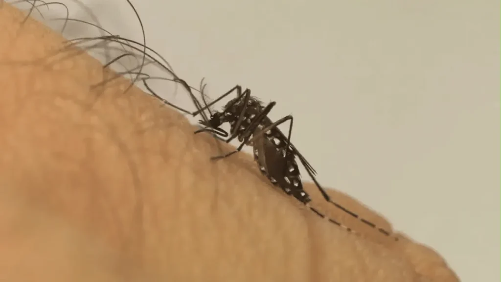 Mosquito da dengue aprende a tolerar repelente, aponta estudo