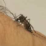 Mosquito da dengue aprende a tolerar repelente, aponta estudo