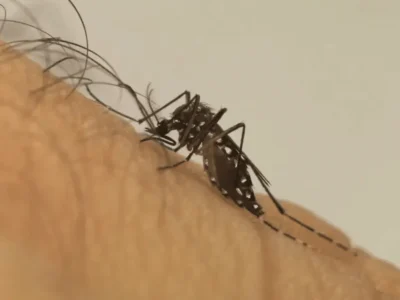 Mosquito da dengue aprende a tolerar repelente, aponta estudo