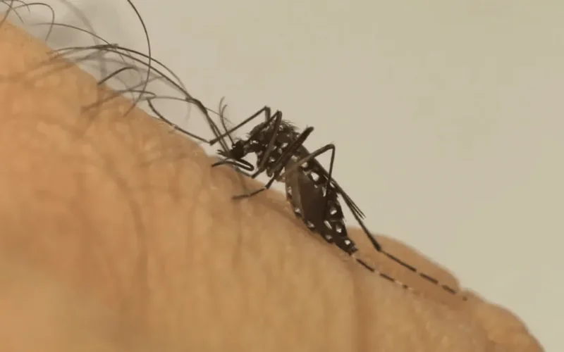 Mosquito da dengue aprende a tolerar repelente, aponta estudo